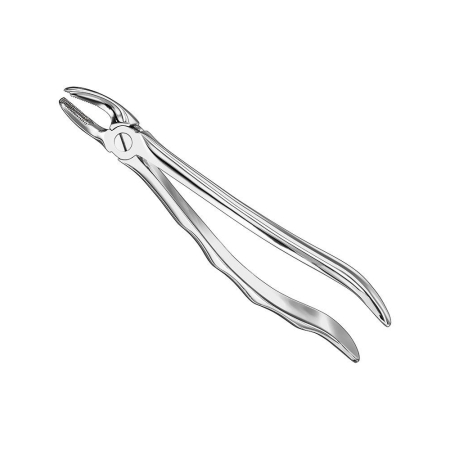 Extracting forceps, anat.